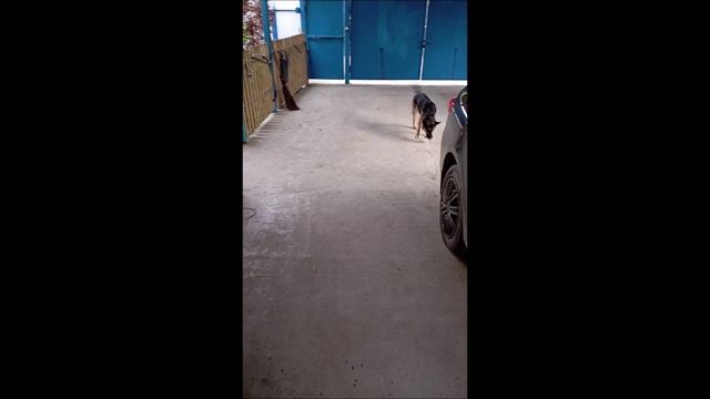 Собака. Кот. Том и Фокс