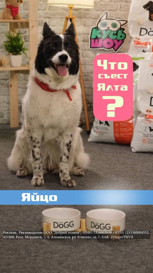 КУСЬ-ШОУ Что выберут собаки?