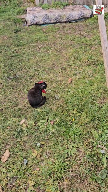Как сегодня тренировался Пискунчик 🌞❤️💪🐈⬛👍