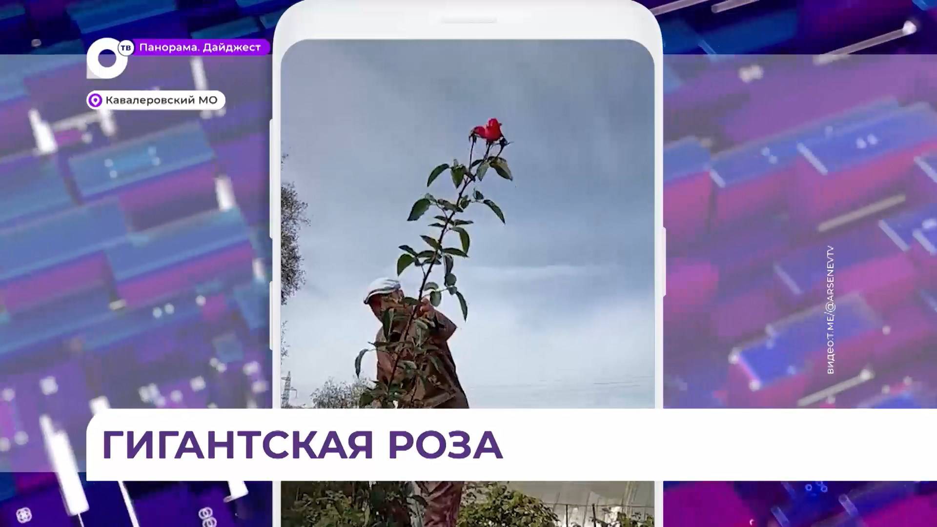 Гигантскую розу вырастил пенсионер из Кавалерово