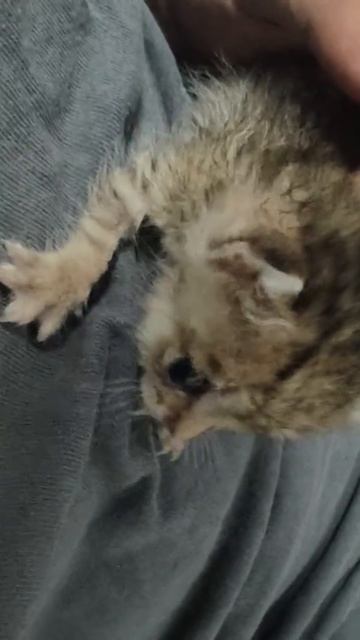 Молекула кота