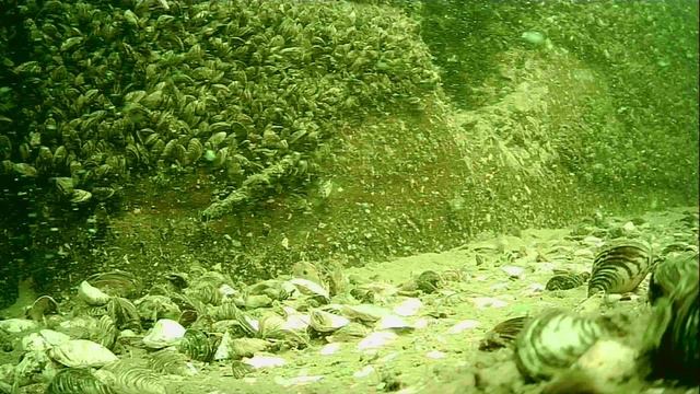 1000002609.mp4Волга гл.5м.07.10.2025г.