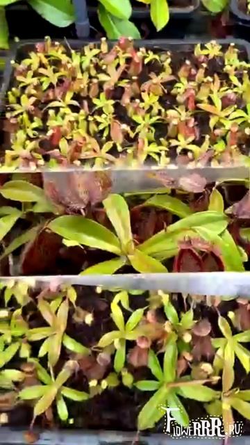 Непентес Spathulata * Hamata Tambusisi (BE-3843)