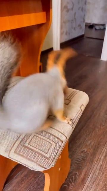 УМНАЯ БЕЛКА ЗНАЕТ, ЧТО С ШИШКОЙ НУЖНО БЕЖАТЬ В КЛЕТКУ🐾