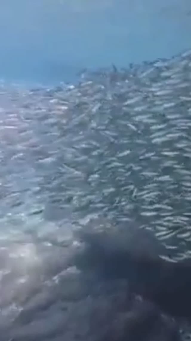 ПОДВОДНЫЙ МИР. ТУРЦИЯ 2025.