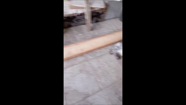 Собака. Кот. Том и Кос