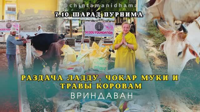 7 октября. Шарад пурнима. Раздача ладду, чокар муки и травы коровам