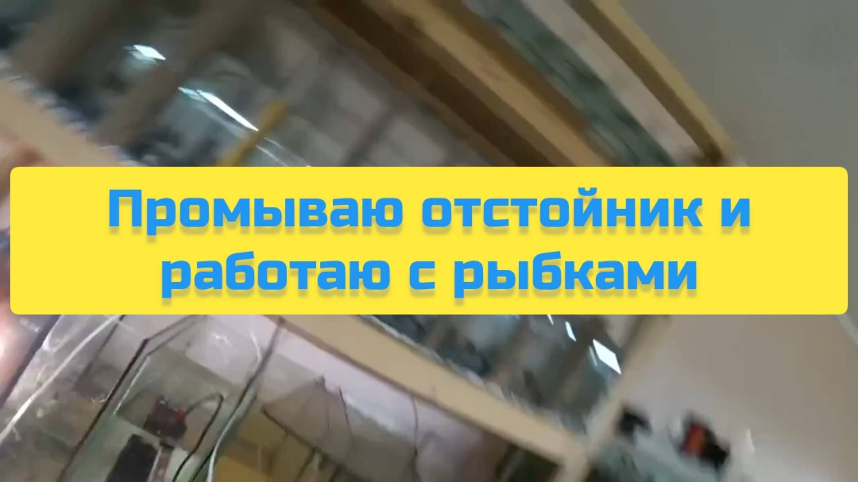 ПРОМЫВАЮ ОТСТОЙНИК И РАБОТАЮ С РЫБКАМИ