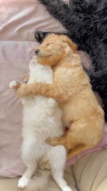 Кошаки