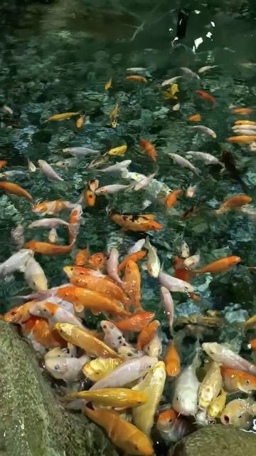 🐟Карпы Кои🐠в Океанариум Sochi Discovery World Aquarium в Адлере🏝#лето2025 #адлер #карпыкои #сочи