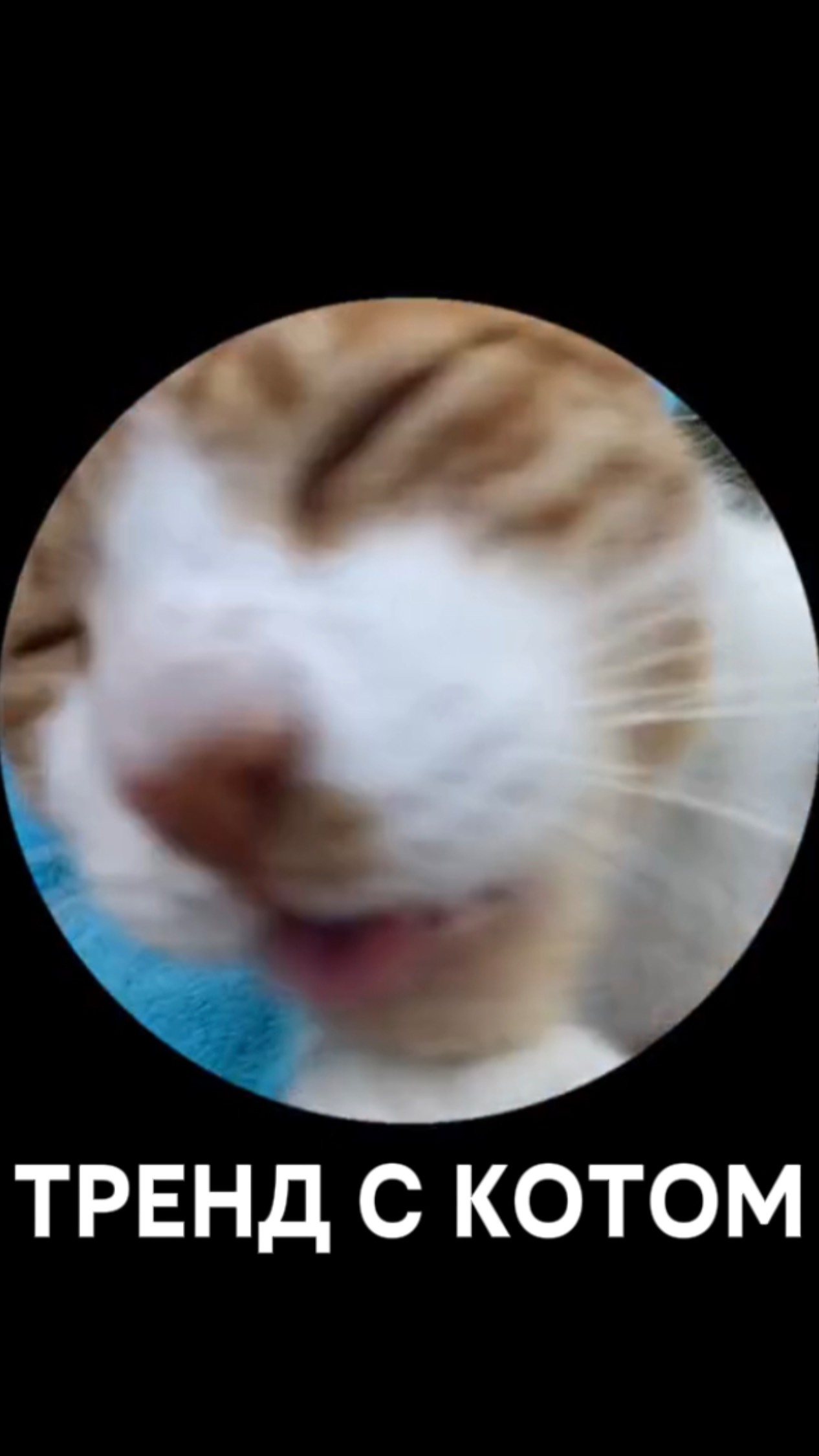 Тренд с котиком