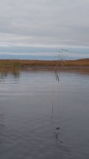 Финский 🇫🇮 залив