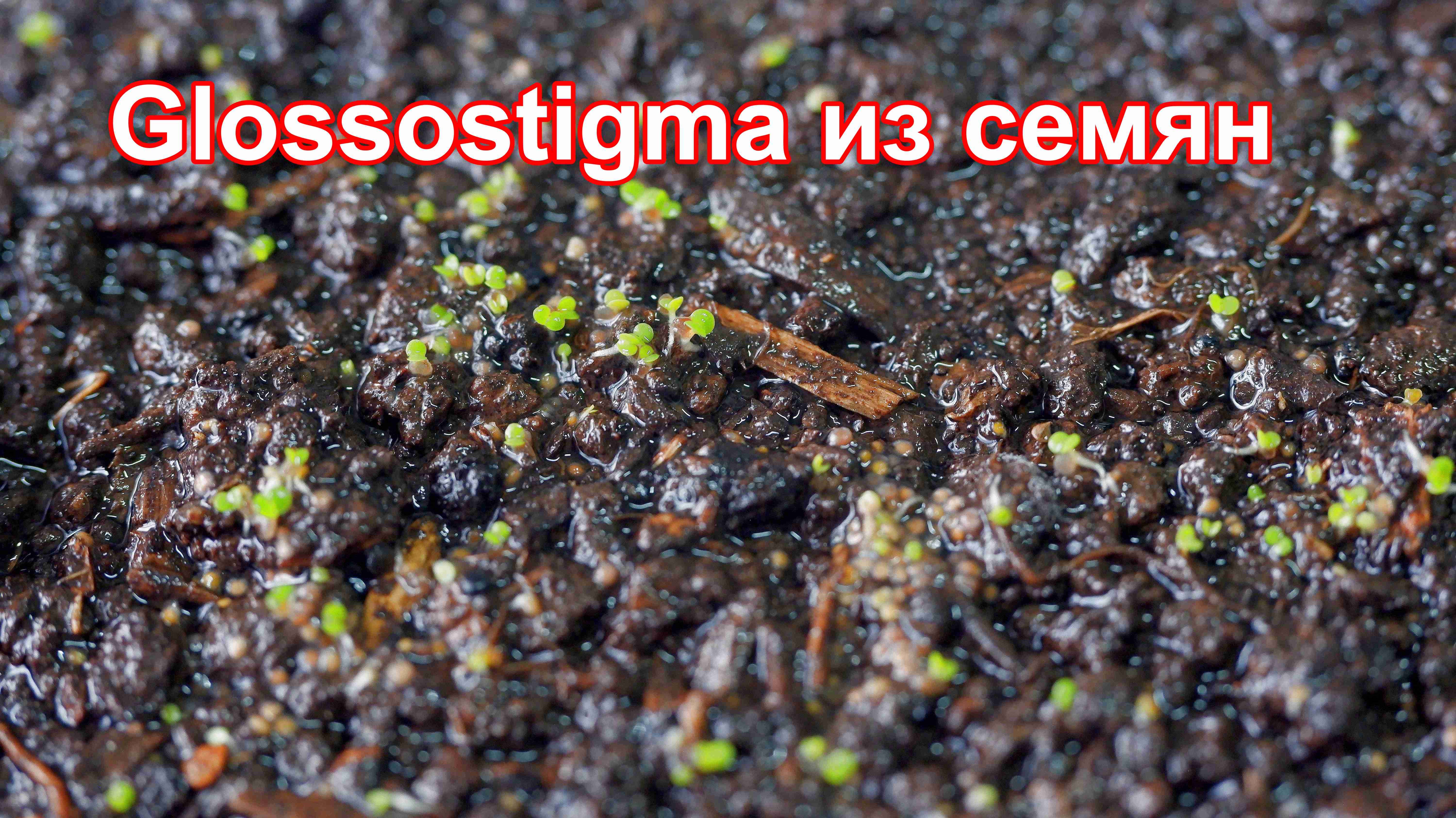 Аквариумистика. Glossostigma из семян