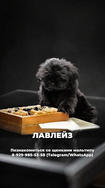 Лавлейз

Яркая пушинка с набитной щерсткой, и морем обаяние. Лавлейз — маленькая мисс шарм 🐾✨

Интел