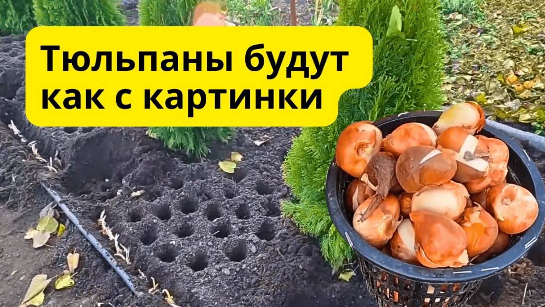 Сажаем тюльпаны по-голландски Ошибку допустить нельзя