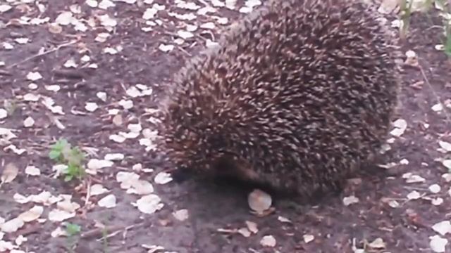 Ёжик зашёл в гости. 🦔