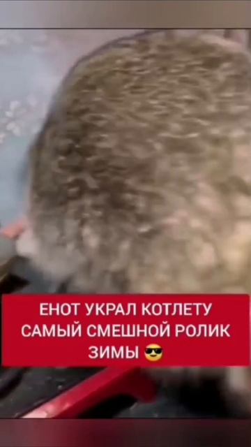 ЕНОТ УКРАЛ КОТЛЕТУ СМЕХ ДО СЛЁЗ 99 СЕРИЯ 🙏
