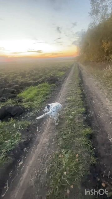малышка уже делает отличные шаги  собака животные жизнь лайф топ рек