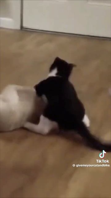 Что ты такое?! 