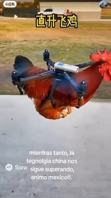 Петухи Мадьяра