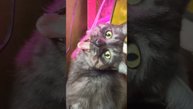 Кот и аквариумные рыбки. #кот #рекомендации #аквариум #котя #котяра #котик #рыба