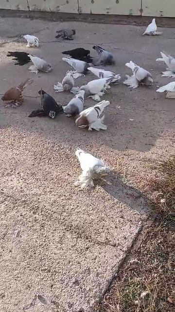 Оренбуруг Татарский Каргала голуби дядя Рашита