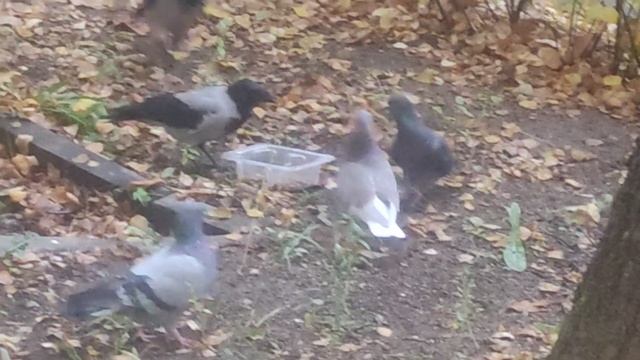 Творите добро 🤝 они нуждаются в вашей помощи 7 октября... Семья вороны....