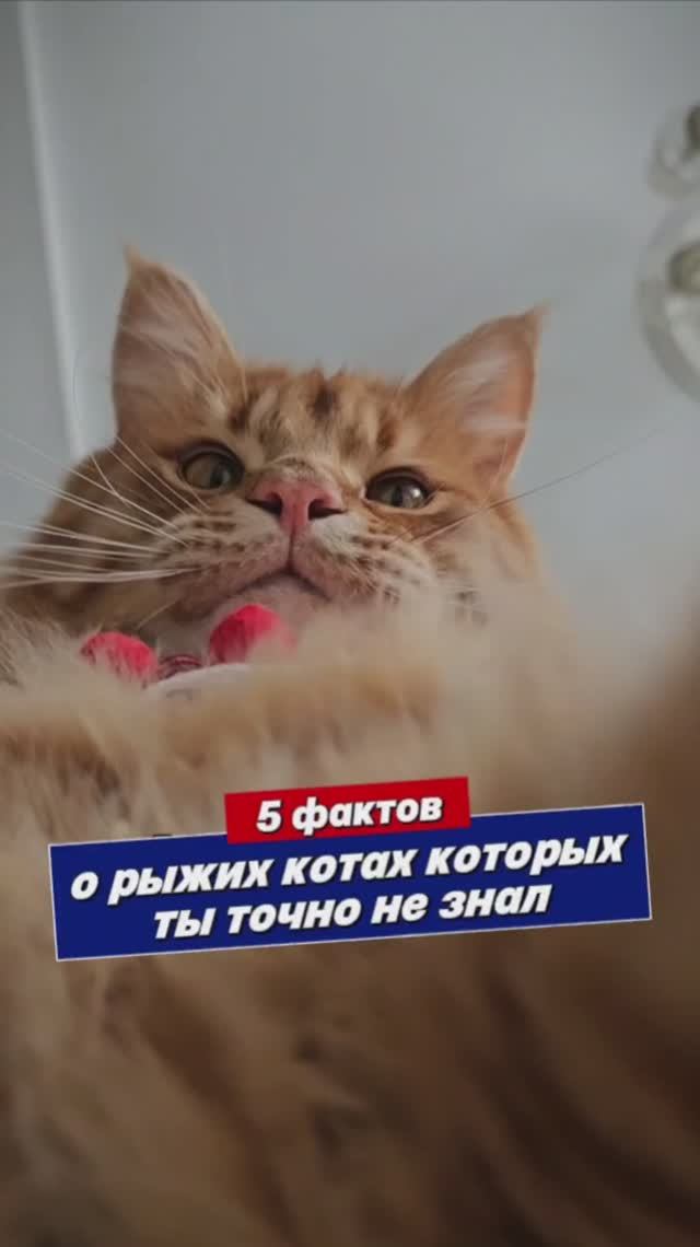 Пять фактов о рыжих котиках