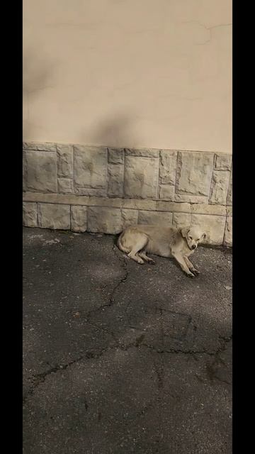 Хорошо быть кошкою, хорошо собакою!!! ))))