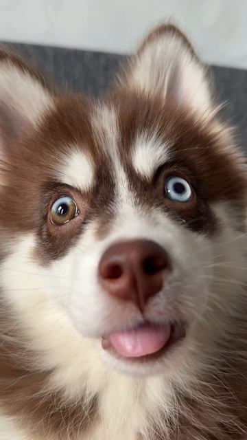 Что это она смотрела?🧐 #морозовы #юмор #dog #memes