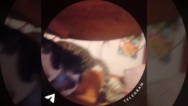 1759858632538.mp4