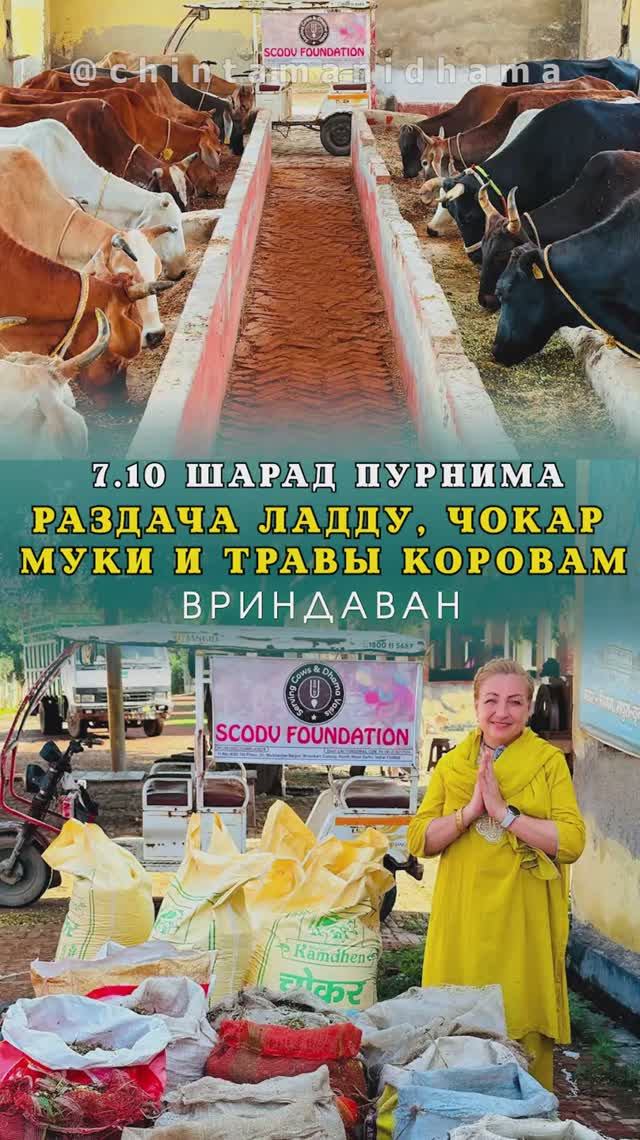 7 октября. Шарад пурнима. Раздача ладду, чокар муки и травы коровам