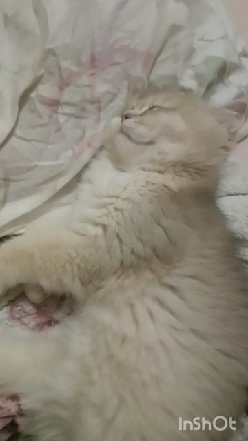 спят усталые зверушки