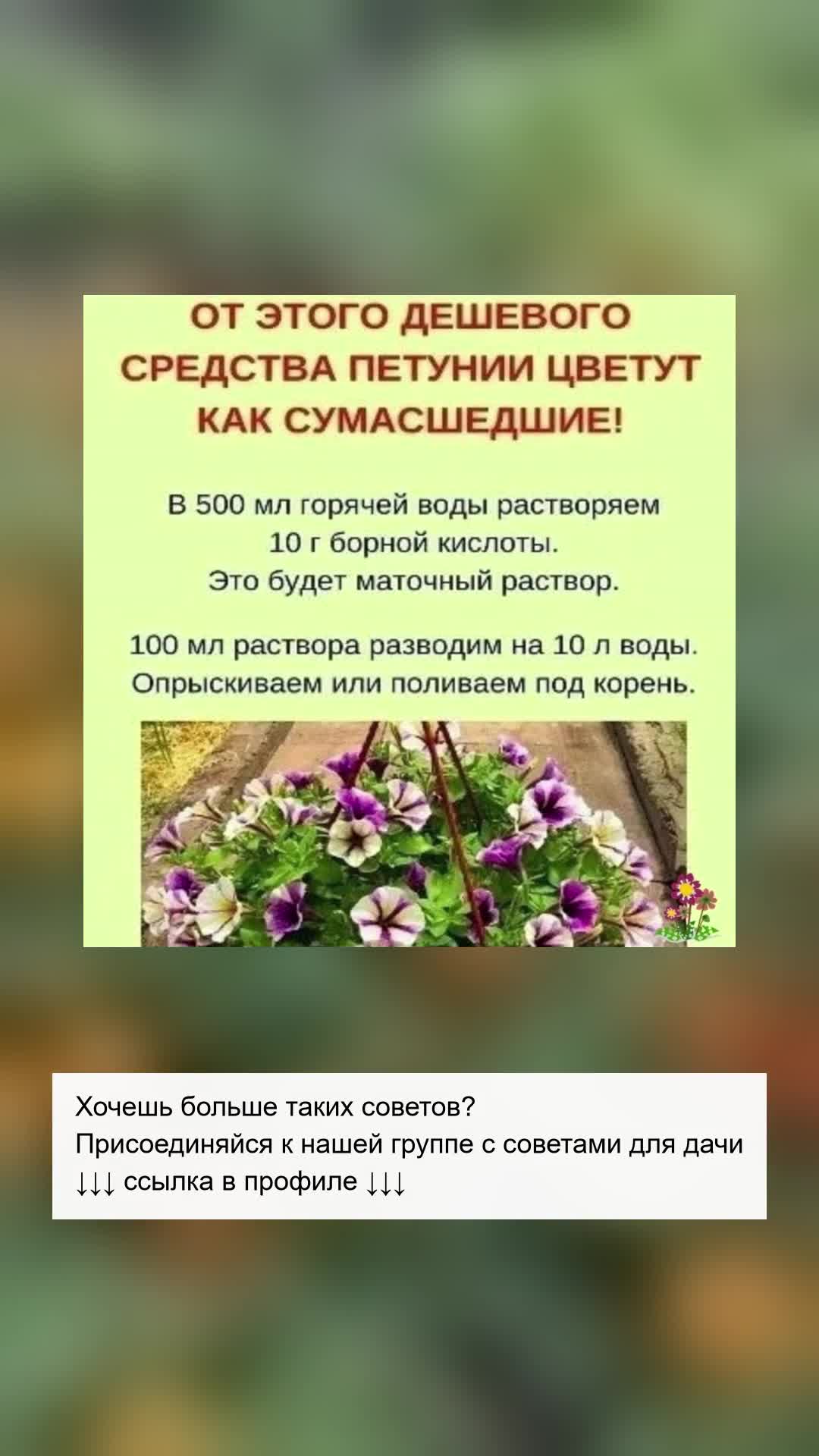 Секрет яркого цветения петуний