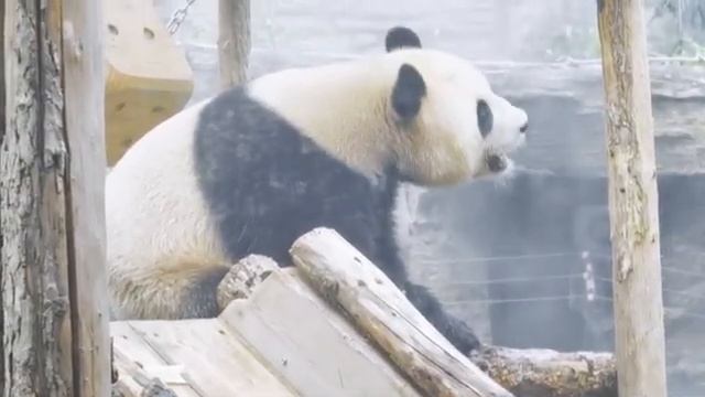 🐼🌒Панды Середины осени