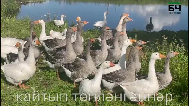 Кызыл Ярдан казлар асраучы Идрисовлар гаиләсе