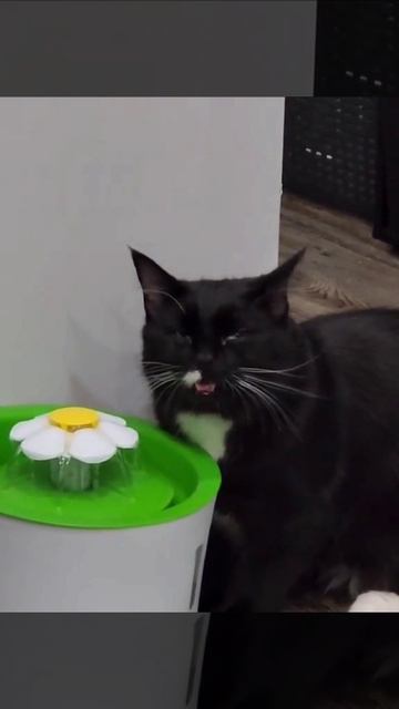 Пьем водически через блютуз🤤