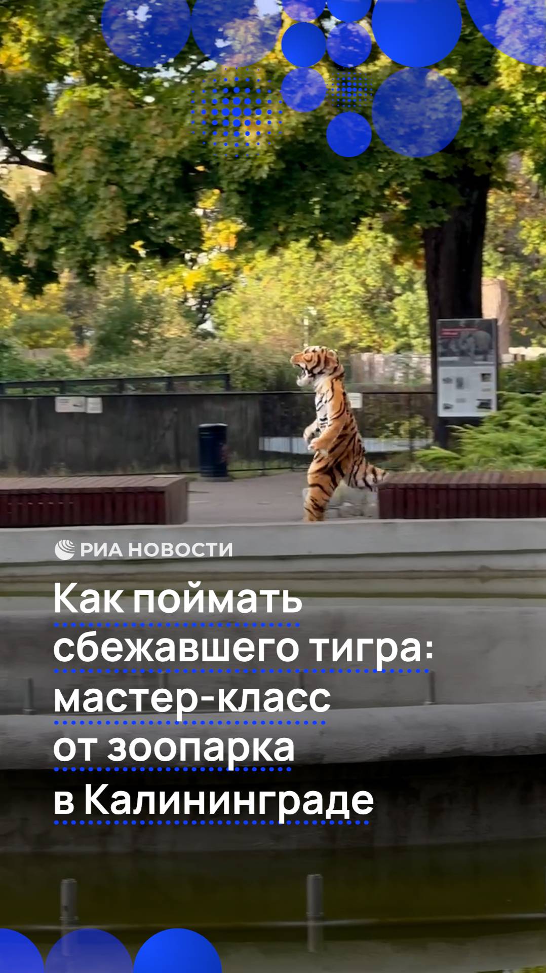 Как поймать сбежавшего тигра: мастер-класс от зоопарка в Калиниграде