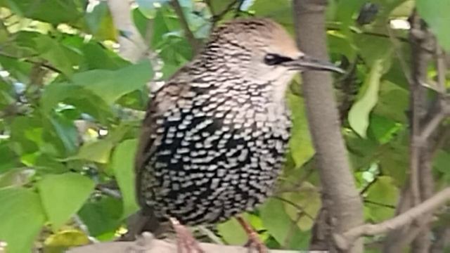 🐦⬛🐦⬛🐦⬛