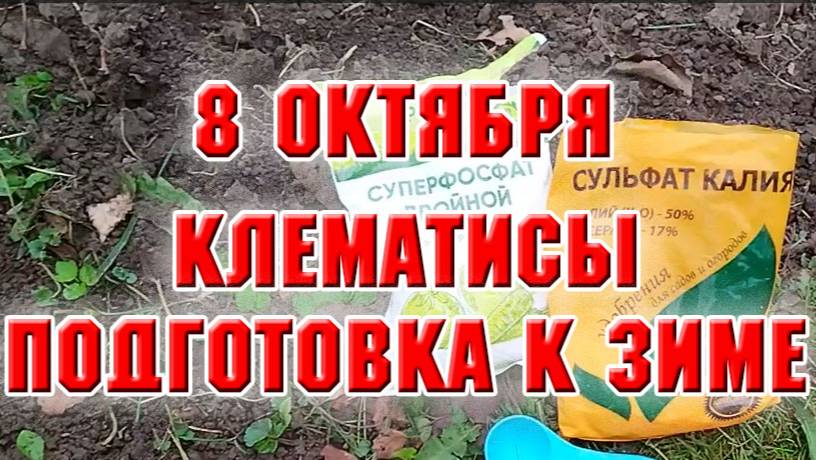 8 октября. Подготовка клематиса к зиме. Выкорчевала куст смородины