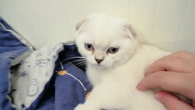 подпишись и поставь лайк за этого котика пж