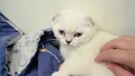 подпишись и поставь лайк за этого котика пж