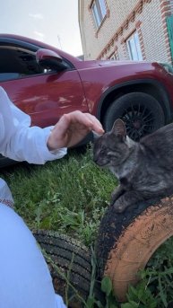 Без кота и жизнь не та