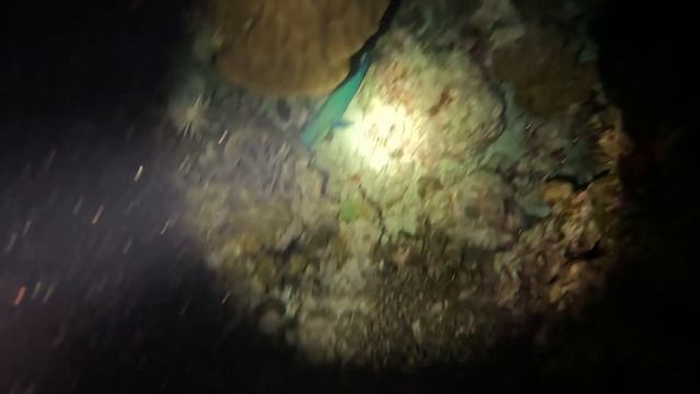 ночной дайвинг Симиланские острова Таиланд