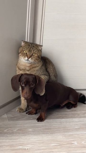 Это мой кореш, его не обижать!