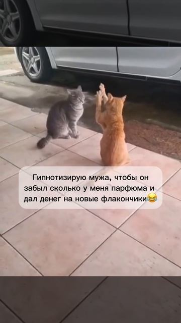 @video_smeshnyе.mp4