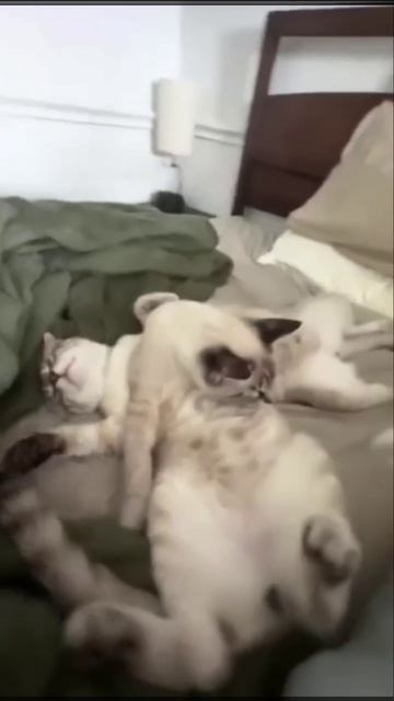 Оптическая иллюзия😅