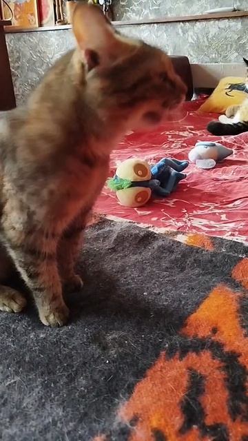 FHV кошек с обострением Ларинго- трахеитом