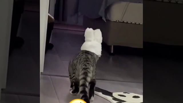 Приколы, животные, #смешные ролики #приколы #смех #кошки #собаки #свиньи #котята #реелс #шортс