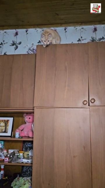 Большой Рыжуля после тренировки похвалил маленького и сказал ему Маладэс 💪😻👍❤️🐈